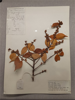 山礬：別名，留春樹(shù)、山桂花。.jpg