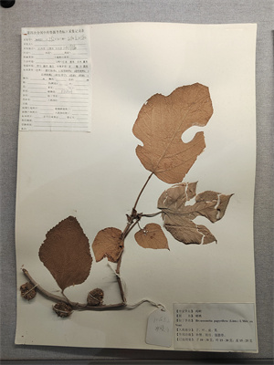 構(gòu)樹(shù)20.jpg