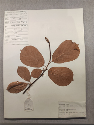 辛夷花：別名，木筆花、玉蘭花、紫玉蘭 。.jpg