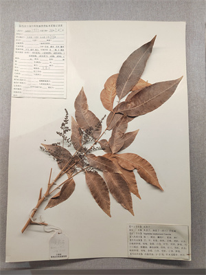 無(wú)患子23.jpg