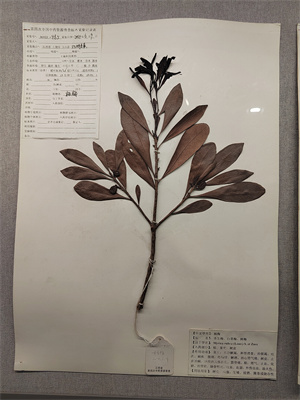 楊梅25.jpg