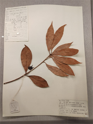 紅毒茴.jpg