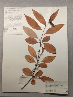 蓽澄茄：別名澄茄、畢澄茄.jpg
