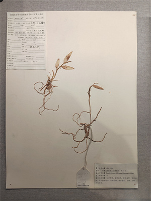 鐵皮石斛.jpg