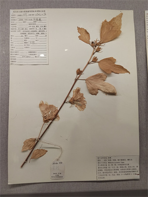 木槿：別名，木棉、荊條、喇叭花。.jpg